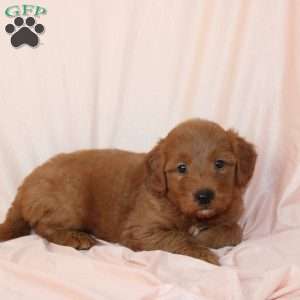 Wilbur, Mini Goldendoodle Puppy